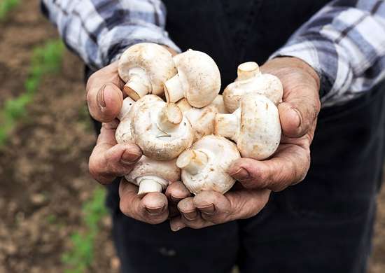 Gros plan des mains d'un homme tenant des champignons