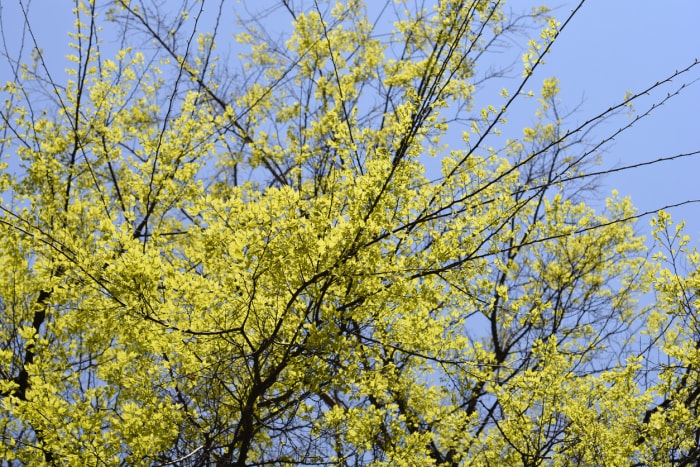 arbres d'ombrage à croissance rapide micocoulier