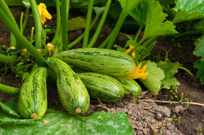 vue rapprochée d'une plante de courge avec des courgettes vertes et d'épaisses vignes vertes et des fleurs jaunes