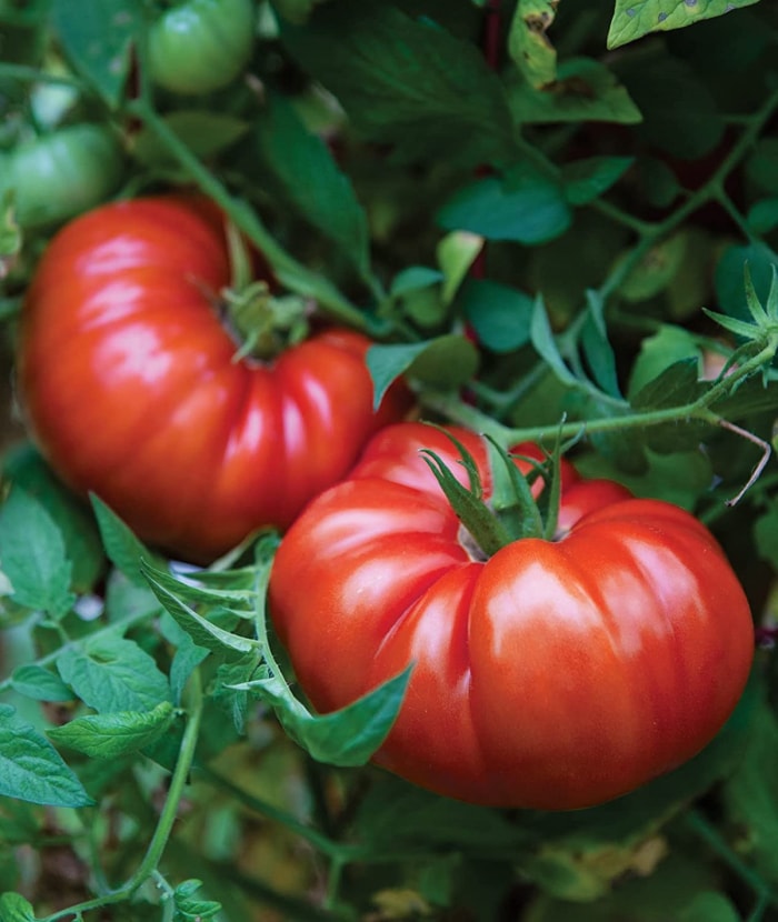 types de tomates - deux grosses tomates rouges sur vigne