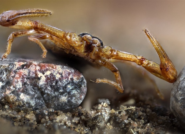 Les 10 insectes les plus dangereux à surveiller cet été