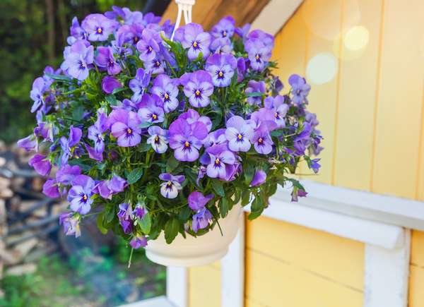 istock photo plantes pour paniers suspendus pansies_hanging_basket