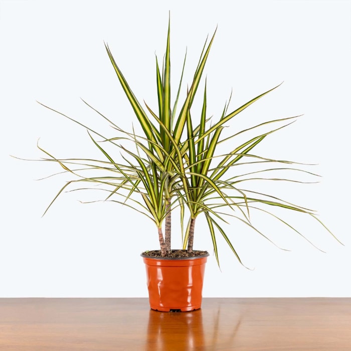 Dracaena avec de longues feuilles fines et hérissées