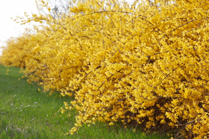 Arbustes de forsythia jaune