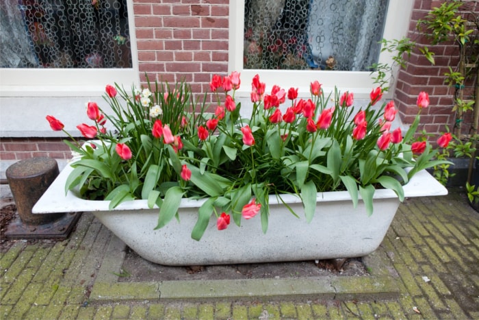 Une baignoire réaménagée sert de parterre de fleurs avec des fleurs rouges plantées.