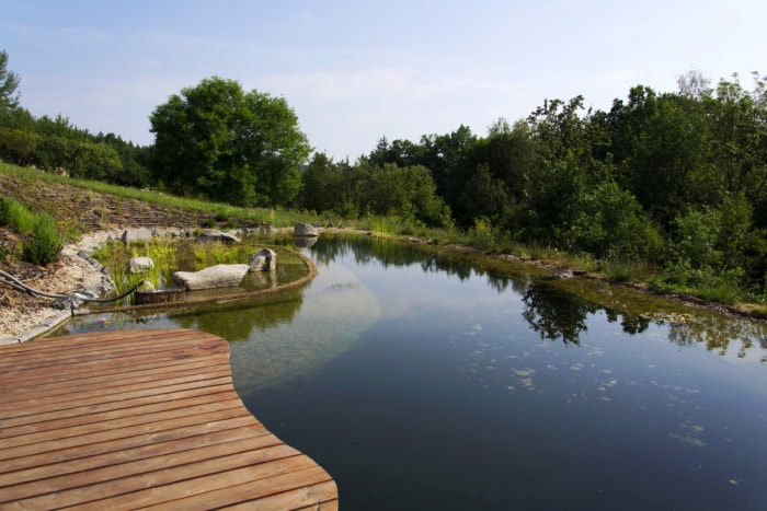 Jetée en bois près d'une piscine naturelle avec plantes.