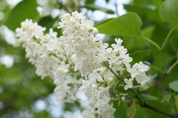 variétés de lilas