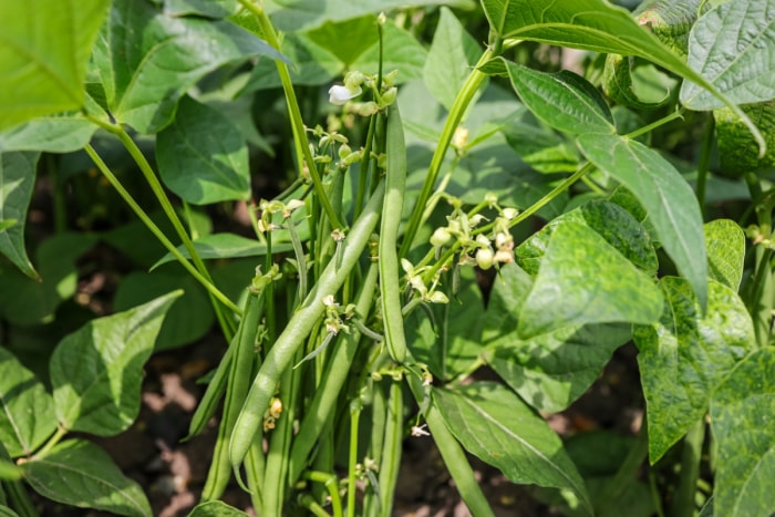 Plante de haricots buissonnants avec des haricots verts.