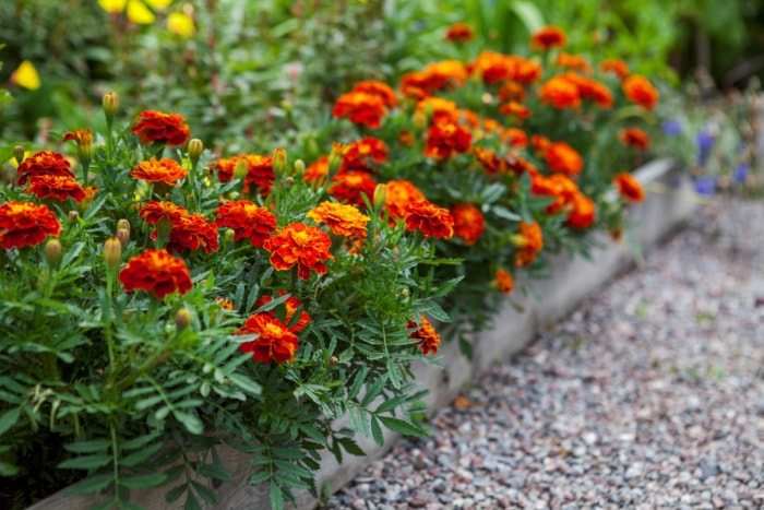 Rangée de fleurs de souci plantées le long d'un lit de jardin.