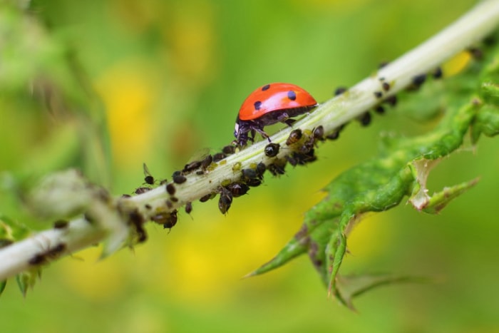 Une coccinelle mange un puceron le long d'une tige de plante.