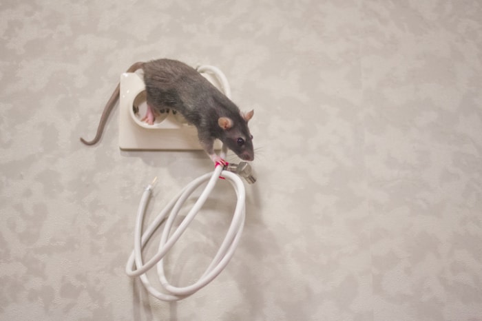 rats-detruisent-maison-rat-sur-cable-fil