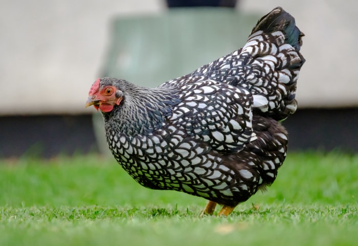 types de poulets