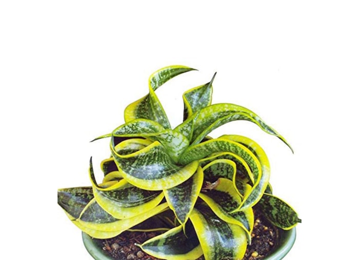 15 variétés de plantes serpent pour une décoration de salon nécessitant peu d'entretien