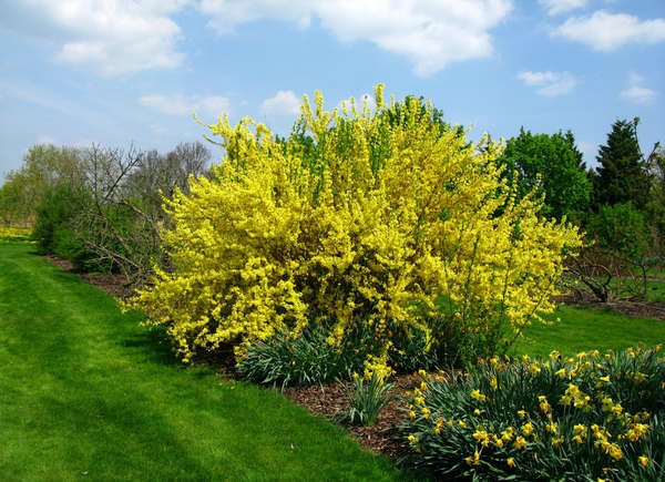 Clochette d'or (Forsythia spp.)