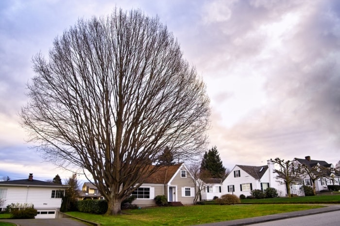 Grand arbre dans le voisinage