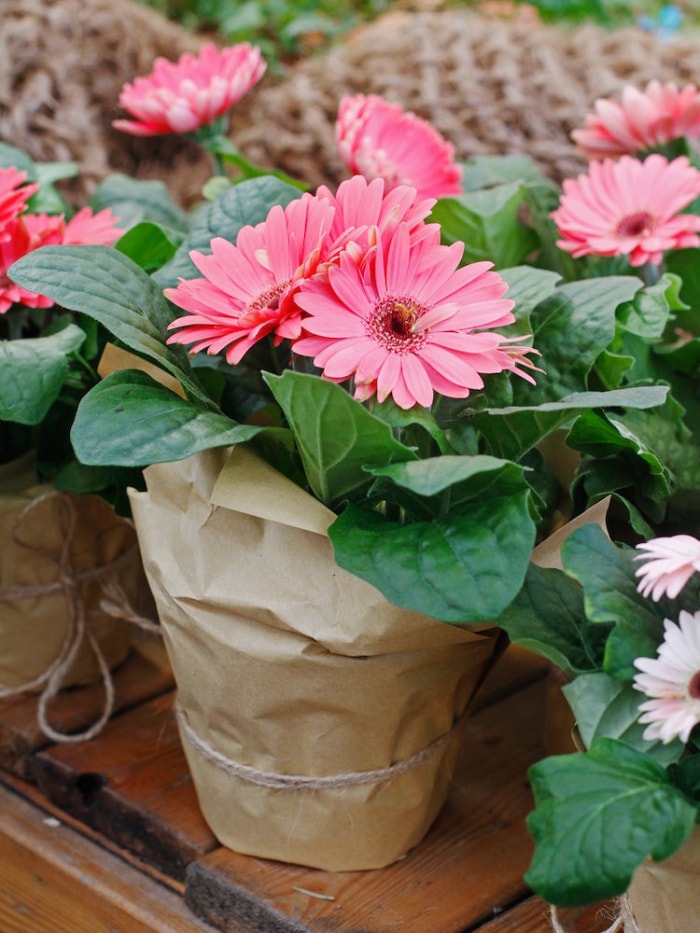 10 plantes d'intérieur nécessitant peu d'entretien pour garder l'air intérieur frais