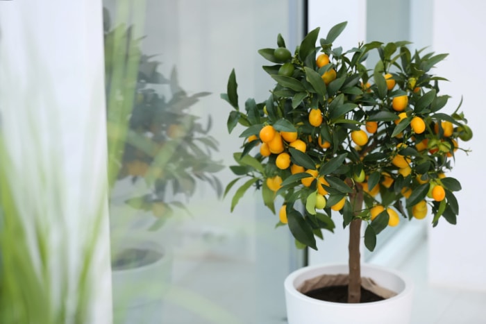 Arbre avec des fruits de kumquat dans un récipient