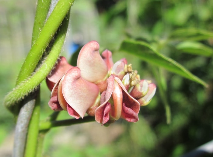 légumes vivaces