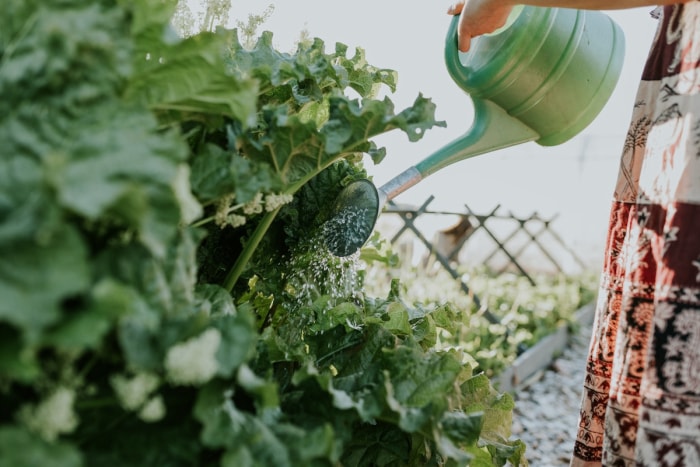 Une femme arrosant des plants de rhubarbe dans son jardin.