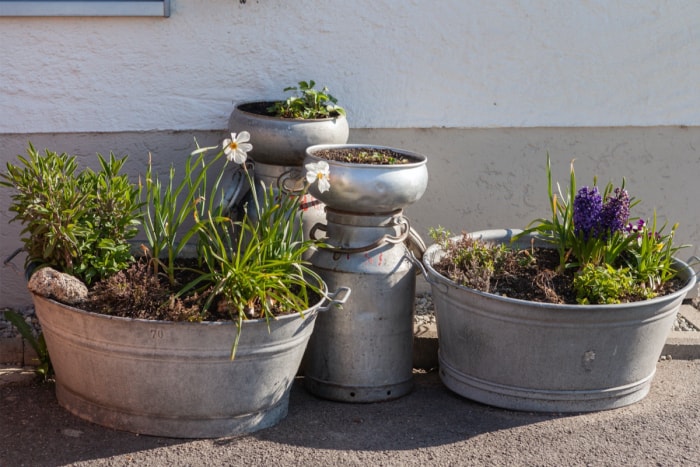 Des seaux en fer blanc réutilisés servent de parterres de fleurs décoratifs.