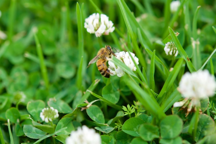 pelouse mauvaises herbes trèfle avec abeille