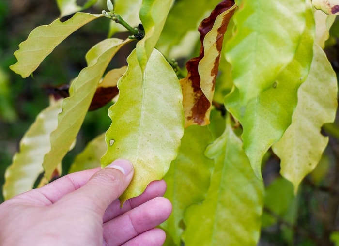 14 symptômes d'une plante d'intérieur malheureuse (et comment les traiter)