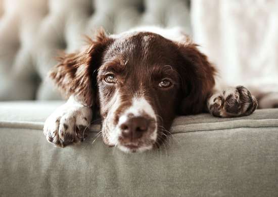 Chien assis sur un canapé regardant la caméra