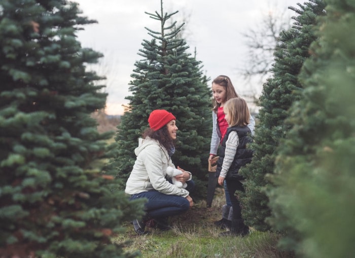 10 choses à savoir avant de couper votre propre sapin de Noël