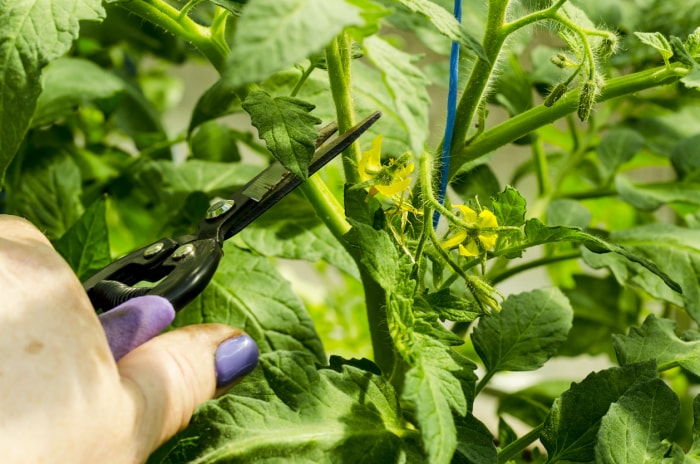 Taille des plants de tomates, élimination des tiges.