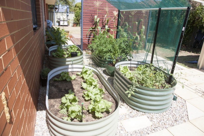 Légumes cultivés à la maison, potager dans le jardin.