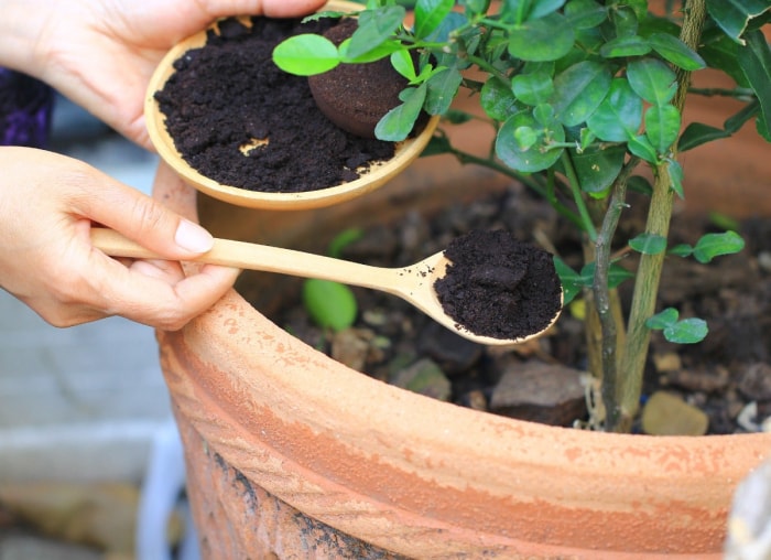 7 erreurs d'engrais commises par la plupart des jardiniers amateurs