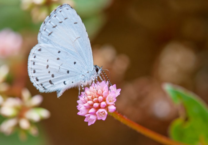 types de papillons