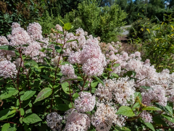 Thé du New Jersey (Ceanothus americanus) poussant dans un jardin.