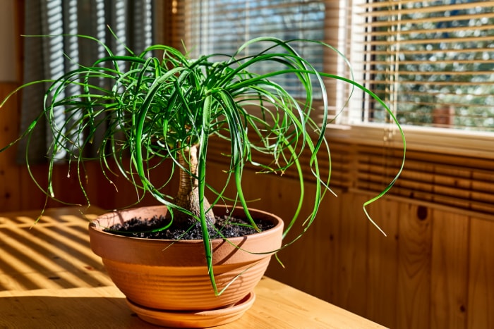 plantes d'intérieur à faible luminosité, plante à queue de cheval en pot près de la fenêtre sur la table