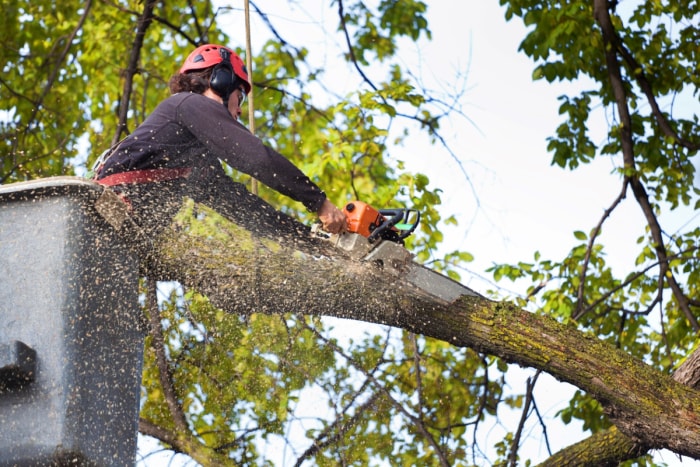 Personne enlevant un arbre avec une tronçonneuse