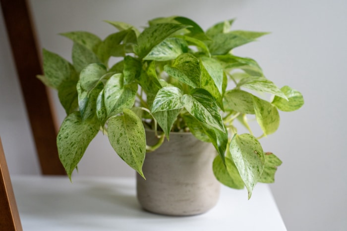 plantes d'intérieur à faible luminosité feuilles panachées pathos en pot dans une pièce blanche à faible luminosité