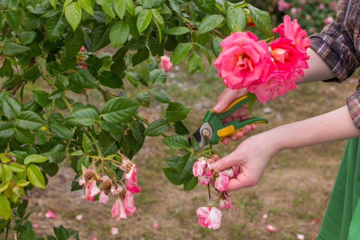 quand tailler les rosiers