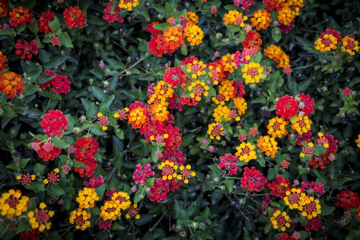 Fleurs de lantana roses, orange et jaunes dans un jardin.