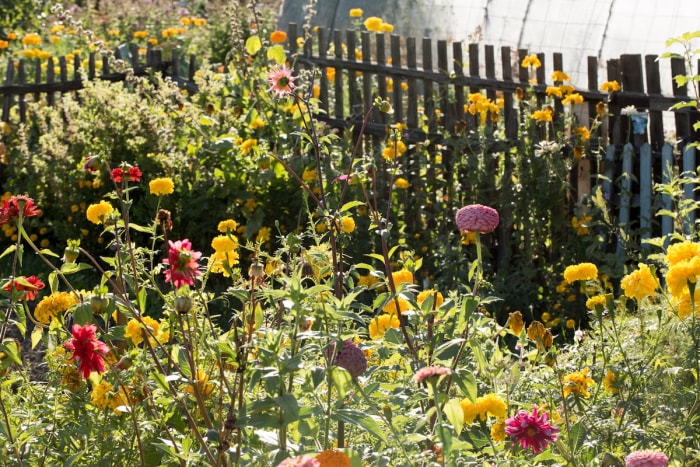 Un jardin potager chaotique à la mode avec le jardinage du chaos.