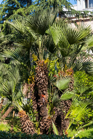 Types de palmiers : Palmier à vent (Trachycarpus fortunei)