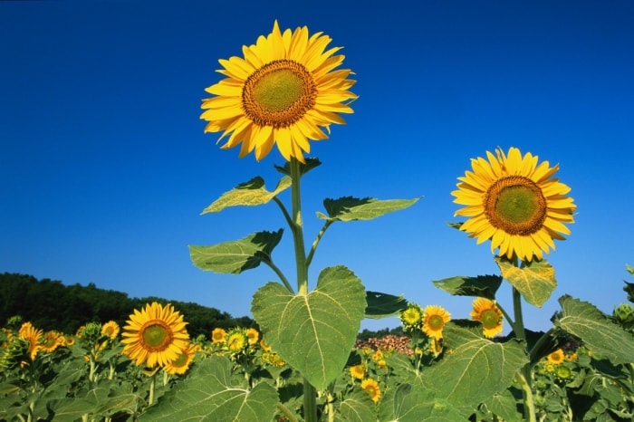 Un champ de tournesols sur fond de ciel bleu.