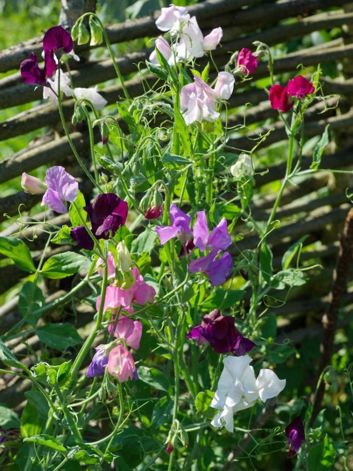 Plantes grimpantes en fleurs : 8 remèdes pour le jardin commun