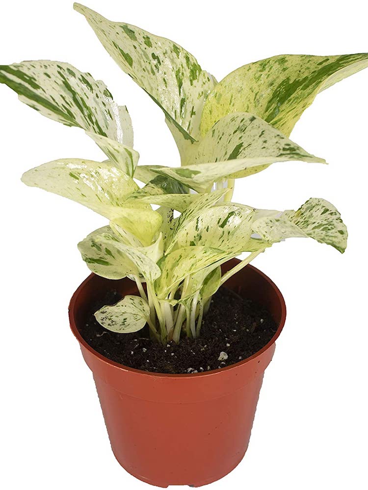 10 variétés de pothos pour votre collection de plantes d'intérieur faciles à entretenir