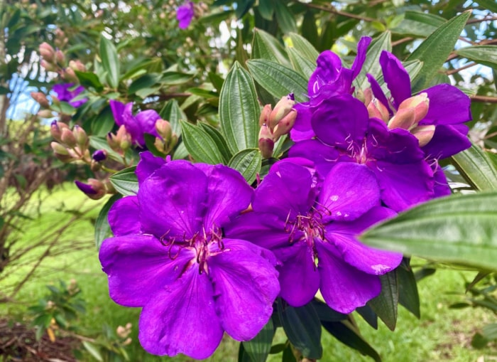 Grandes fleurs violettes