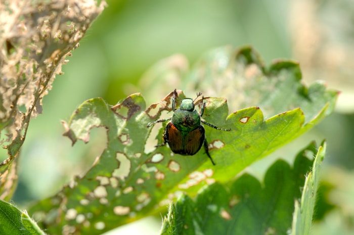 10 choses que tout nouveau jardinier devrait savoir sur un scarabée sur une feuille