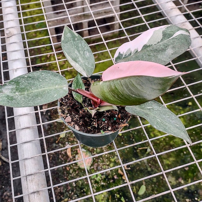 Variétés de philodendrons Pink Princess