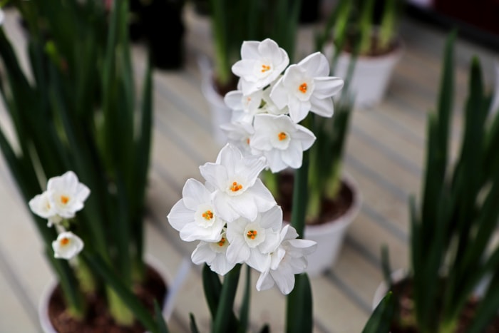 Plantes de Noël - fleurs de papier blanc