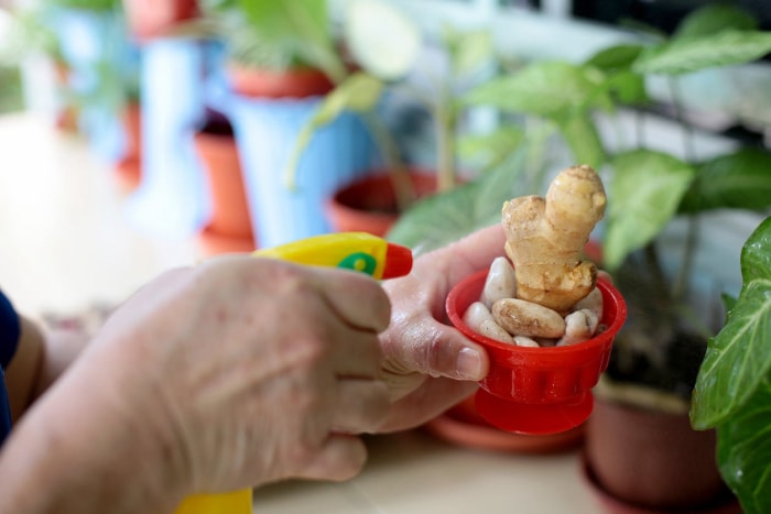 La ferme de 12 pouces : 12 aliments que vous pouvez facilement cultiver dans des conteneurs