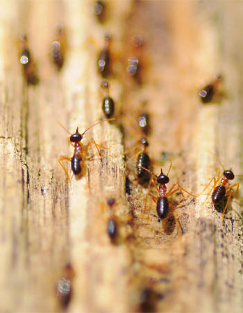 Coût de l'inspection des termites