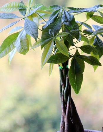 Entretien de l'arbre à argent